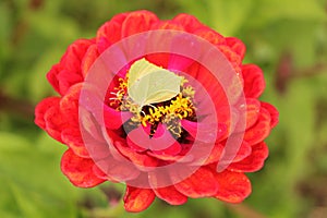 Close-up yellow butterfly on red flower, green background