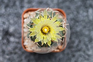 Close up yellow cactus flower