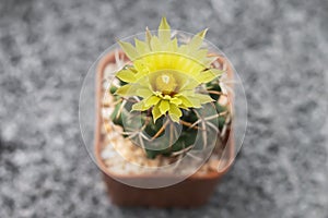 Close up yellow cactus flower