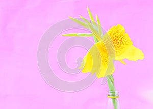 Close up of yellow canna lily flower blooming on pink backgrounds