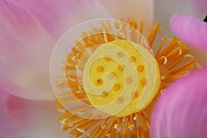 Close up of yellow carpellary receptacle lotus flower. Pink lotus flower or nelumbo nucifera details background. Floral macro