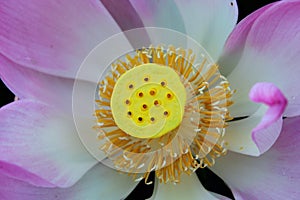 Close up of yellow carpellary receptacle lotus flower. Pink lotus flower or nelumbo nucifera details background. Floral macro