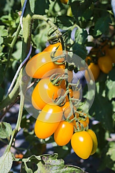 Close up yellow cherry tomato growing in field plant agriculture