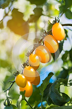 Close up yellow cherry tomato growing in field plant agriculture