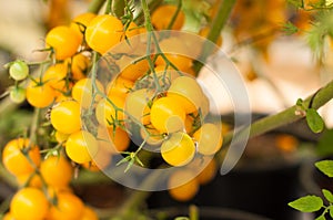 Close up yellow cherry tomatoes hang on trees growing in greenhouse in Israel