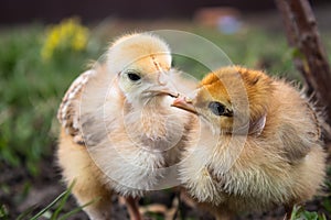 Close-up of yellow chickens on the grass, yellow little chickens, a group of yellow chickens. Poultry farming