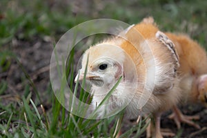 Close-up of yellow chickens on the grass, yellow little chickens, a group of yellow chickens. Poultry farming