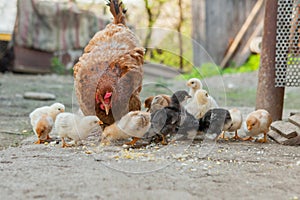 Close up yellow chicks on the floor , Beautiful yellow little chickens, Group of yellow chicks