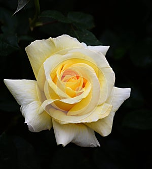 China Rose,Yellow