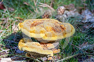 Hairy Velvet-top fungus, Phaeolus schweinitzii photo