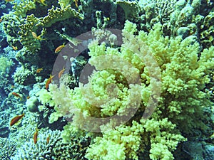 Close-up of yellow coral capnella in the red sea, Egypt photo