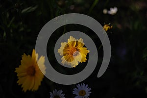 Close up of yellow coreopsis flowers