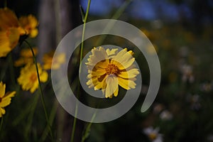 Close up of yellow coreopsis flowers
