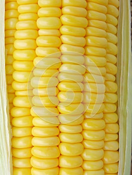 close-up yellow corn