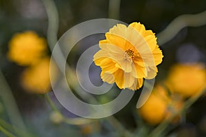 Close-up yellow cosmos flower