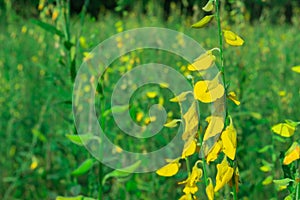 Close up yellow Crotalaria juncea flower in the garden