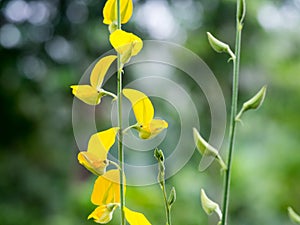 Close up yellow Crotalaria juncea flower or Sunhemp flower