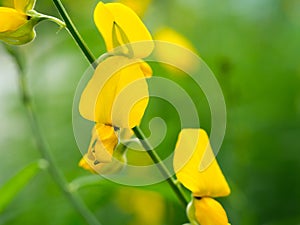 Close up yellow Crotalaria juncea flower or Sunhemp flower