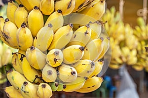 Close up yellow cultivated bananas or Pisang Awak Bananas or  Kluai  Namwa Musa sapientum Linn Musa ABB CV.Kluai Namwa