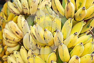 Close up yellow cultivated bananas or Pisang Awak Bananas or  Kluai  Namwa Musa sapientum Linn Musa ABB CV.Kluai Namwa photo