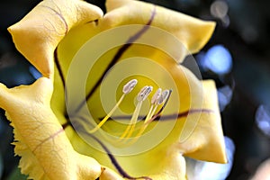 Close-up of a yellow cup of gold blossom