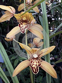 Close up of a yellow Cymbidium tracyanum orchid flower with an orange-brown spotted motif