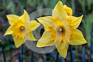 Close up of yellow daffodil flower (Narcissus pseudonarcissus) in spring