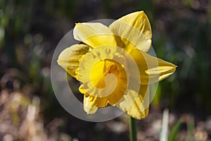 Close-up of a yellow daffodil at Sigurta garden park