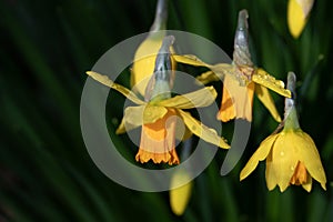 Close-up of yellow daffodils blooming in spring. The calyxes are covered with drops of water. Green leaves in the background