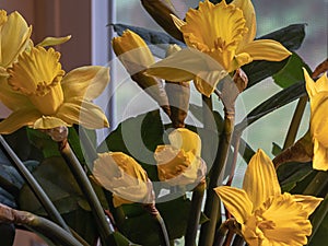 Close up of yellow daffodils in full bloom during spring