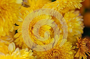 Close up of yellow dahlia flowers in garden