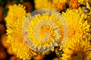Close up of yellow dahlia flowers in garden
