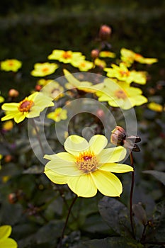 Close up of yellow Dahlia Mystic Haze flowers in blooming. Autumn plants.