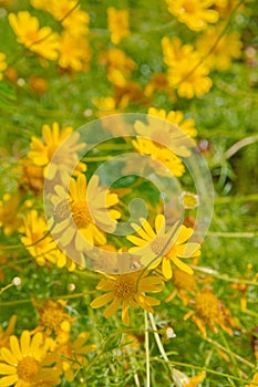 Yellow daisy field under the morning sunlight.