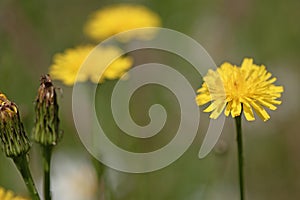 Close up of yellow daisy flower