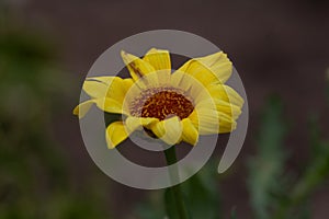 Close-up of a yellow daisy flower with blurred dirt and plants as a background