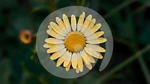 Close up yellow daisy flower with isolated white background