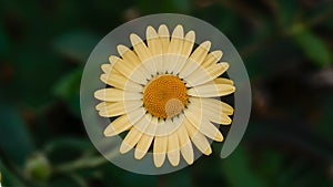 Close up yellow daisy flower with isolated white background