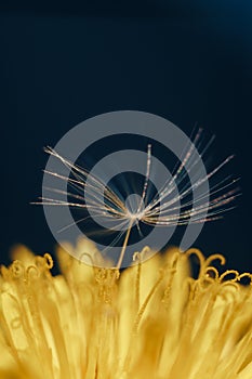 Close up of a yellow dandelion flower with white fluff