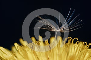 Close up of a yellow dandelion flower with white fluff