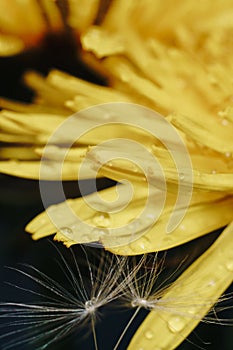 Close up of a yellow dandelion flower with white fluff and dew drops