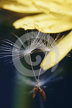 Close up of a yellow dandelion flower with white fluff and dew drops