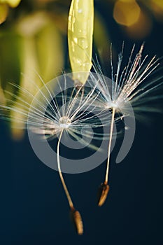 Close up of a yellow dandelion flower with white fluff and dew drops