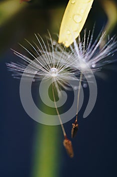 Close up of a yellow dandelion flower with white fluff and dew drops