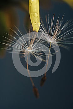 Close up of a yellow dandelion flower with white fluff and dew drops