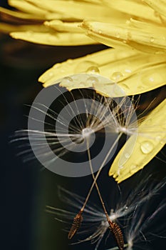 Close up of a yellow dandelion flower with white fluff and dew drops