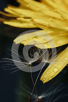 Close up of a yellow dandelion flower with white fluff and dew drops