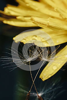 Close up of a yellow dandelion flower with white fluff and dew drops