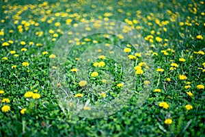 Close up of yellow dandelions field