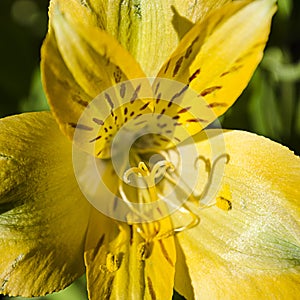 Close-up of Yellow Day Lily stamen and carpel